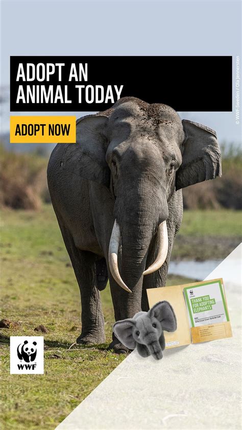 Adopt an Animal - Australian Reptile Park - muktibox.com