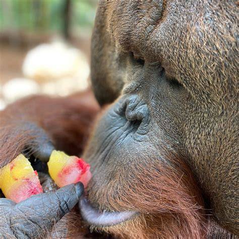 Adopt An Ape Renewal - Center for Great Apes - raincitystudios.com