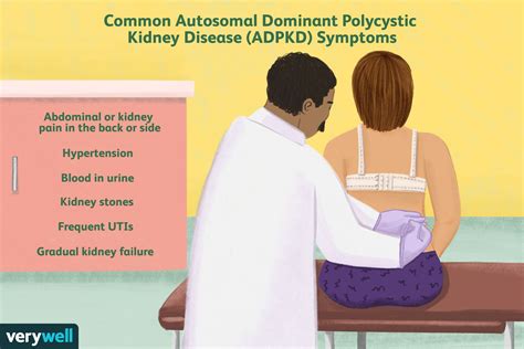ADPKD Symptoms Treatment Screenings Diagnosis and More