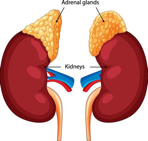 Adrenal Glands - Johns Hopkins Medicine - muktibox.com