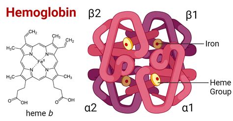 Adult Hemoglobin: Anatomy and Physiology I Study Guide |... - muktibox.com