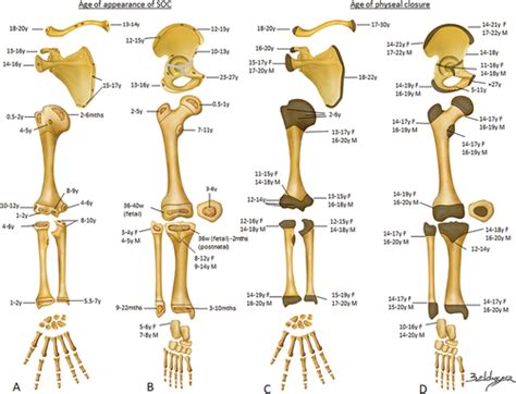 Adulthood skeletal maturation: Biological Anthropology... - muktibox.com