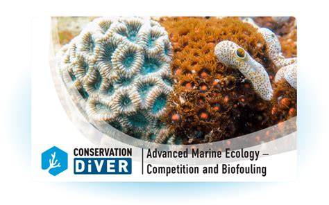 Advanced Marine Conservation - Online Learning | GVI - raincitystudios.com