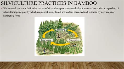 Advanced Silviculture Techniques for Forest Ecosystems - raincitystudios.com