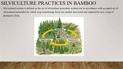 Advanced Silviculture Techniques - raincitystudios.com