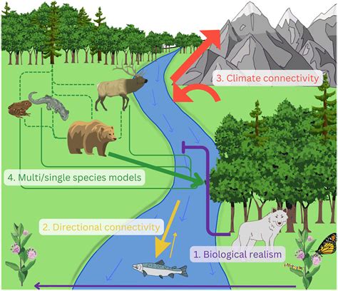 Advances and challenges in ecological connectivity … - raincitystudios.com