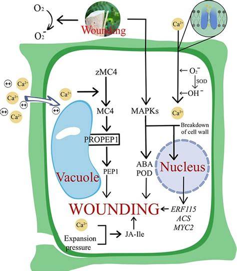 Advances in understanding the graft healing mechanism: a review of ... - raincitystudios.com