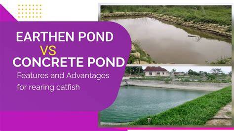 Advantages and disadvantages of earthen ponds for African catfish ... - raincitystudios.com