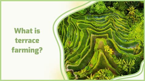 Advantages and disadvantages of terracing: A … - raincitystudios.com