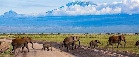 Adventurous 5-Day Amboseli - Tsavo Wildlife Safari Tour - muktibox.com