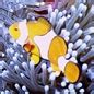 ADW: Amphiprion percula: INFORMATION - Animal Diversity Web