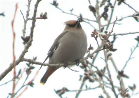 ADW: Bombycilla garrulus: INFORMATION - Animal Diversity Web