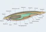 ADW: Cephalochordata: CLASSIFICATION