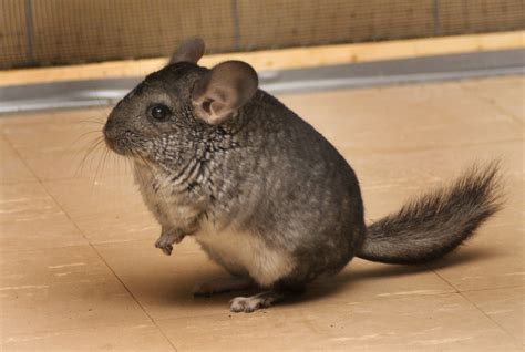 ADW: Chinchilla chinchilla: INFORMATION - Animal …