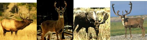 ADW: Horns and Antlers - Animal Diversity Web