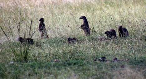 ADW: Mungos mungo: INFORMATION - Animal Diversity Web