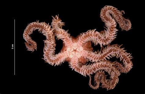 ADW: Ophiocoma echinata: INFORMATION - Animal Diversity Web