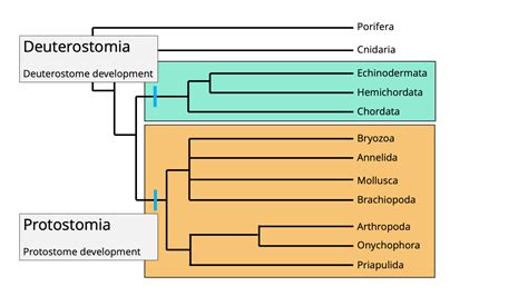 ADW: Protostomia: CLASSIFICATION