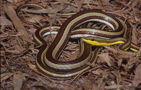 ADW: Psammophis elegans: CLASSIFICATION