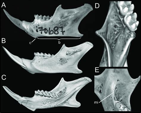 ADW: Rhagomys: CLASSIFICATION