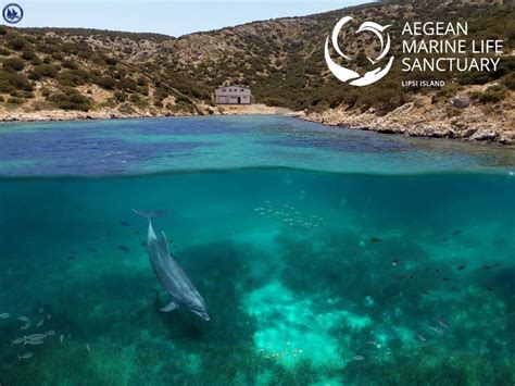 Aegean Marine Life Sanctuary - Archipelagos - raincitystudios.com