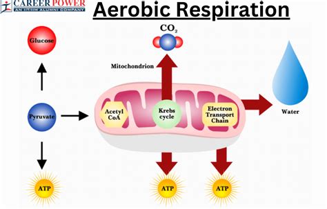 Aerobic Respiration - The Definitive Guide | Biology … - muktibox.com