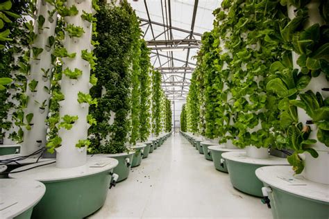 Aeroponics: Soilless Farming for Efficient Food Production - raincitystudios.com