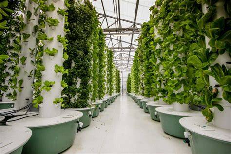 Aeroponics Tower Setup Cost - raincitystudios.com