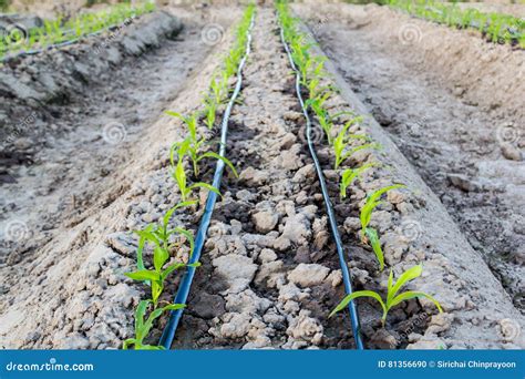 Affordable Drip Irrigation for Small Farms in Developing Countries - raincitystudios.com