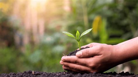 Afforestation | Project Regeneration - raincitystudios.com
