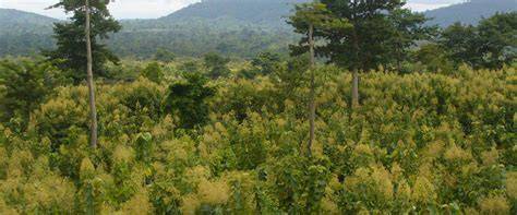 Afforestation can help to tackle climate change. Here's … - raincitystudios.com