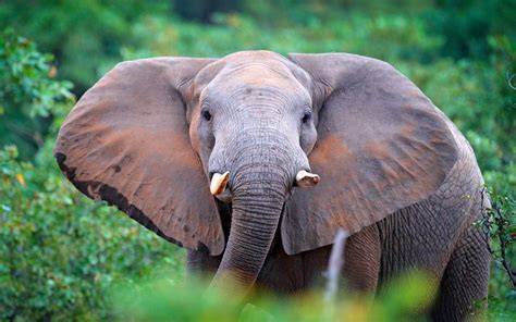 African forest elephant | Size, Habitat, & Facts | Britannica - raincitystudios.com