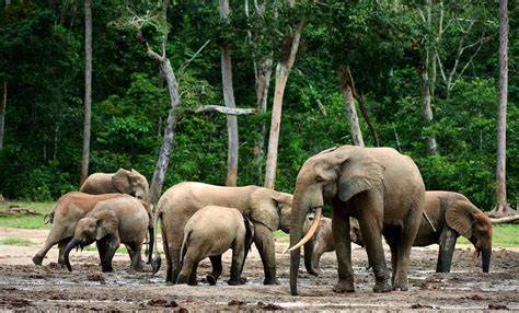 African Forest Elephant — Global Conservation - raincitystudios.com