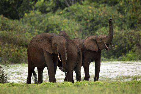 African forest elephant - National Geographic - raincitystudios.com