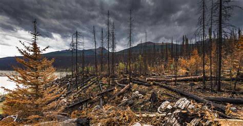 After a Wildfire | Ready for Wildfire - raincitystudios.com