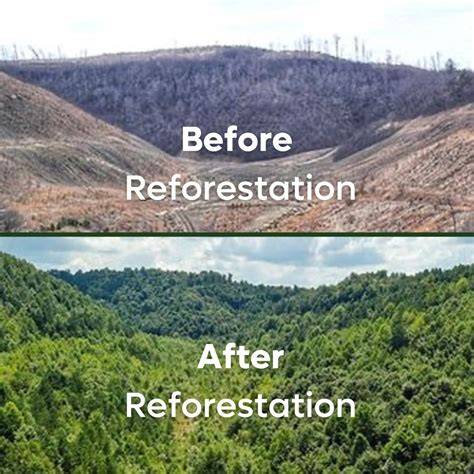 After the Blaze: Reforestation Initiatives Post-Wildfires - raincitystudios.com