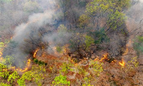 After the Wildfire: Post-Fire Cleanup and Restoration - raincitystudios.com