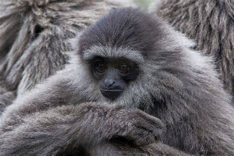After years of silence, Indonesia moves to assess its iconic wildlife - raincitystudios.com