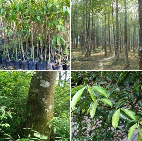 Agarwood Farming | Agarwood Inoculation Process … - raincitystudios.com