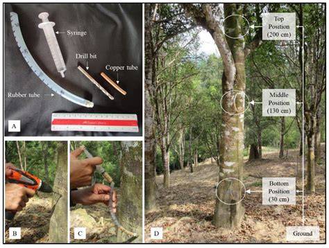 Agarwood Inoculation Agarwood inoculation is a ... - raincitystudios.com