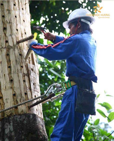 Agarwood inoculation process explained - Signup Trending Nature - raincitystudios.com