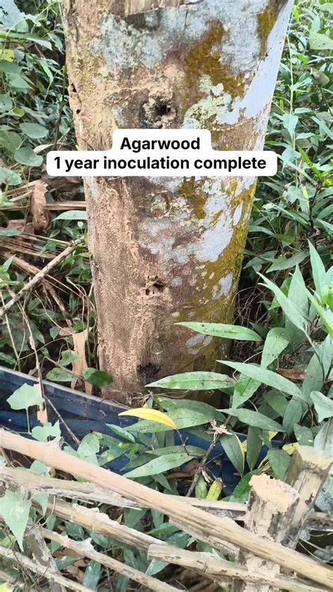 Agarwood Inoculation - dasos - raincitystudios.com