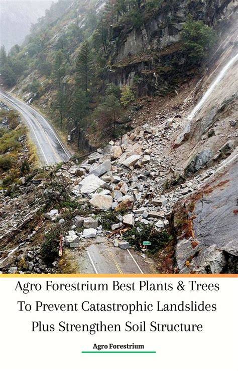 Agro Forestrium Best Plants & Trees To Prevent Catastrophic ... - raincitystudios.com