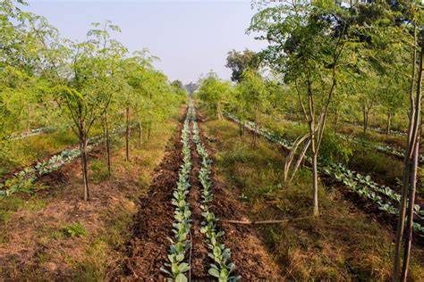 Agro-forestry in Gujarat - forests.gujarat.gov.in - raincitystudios.com