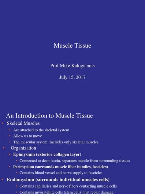 AHS 131 Lecture 4 Muscle Systems ppt