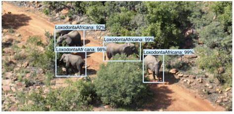 AI in wildlife conservation - Ultralytics - coolestguyplanet.net