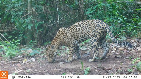 AI Tool SpeciesNet Helps Track Wildlife Faster | World … - muktibox.com