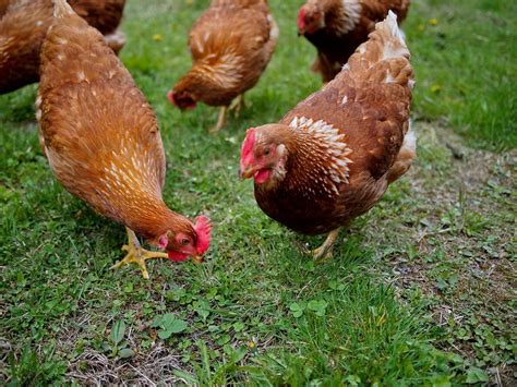 AI can now help you raise backyard chickens