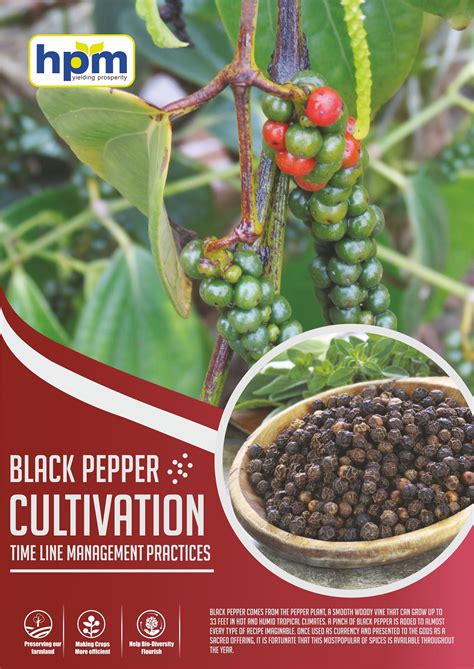 AIC Organic Fertilizer for Black Pepper