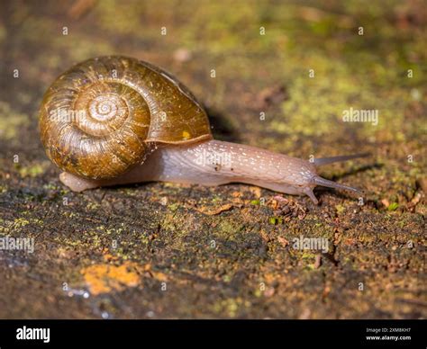 Air Breathing Species - an overview | ScienceDirect Topics - muktibox.com